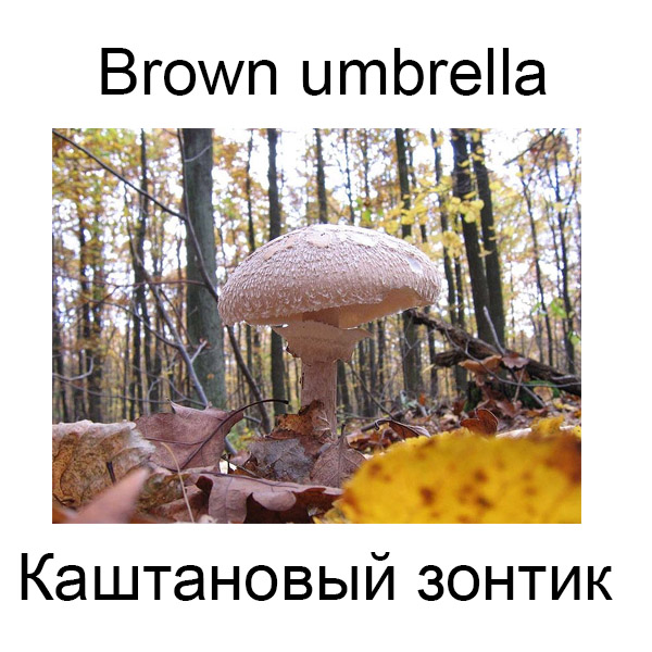Виды грибов на английсуом